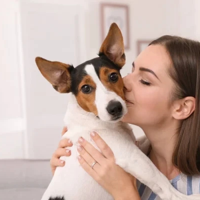 SDI Pet